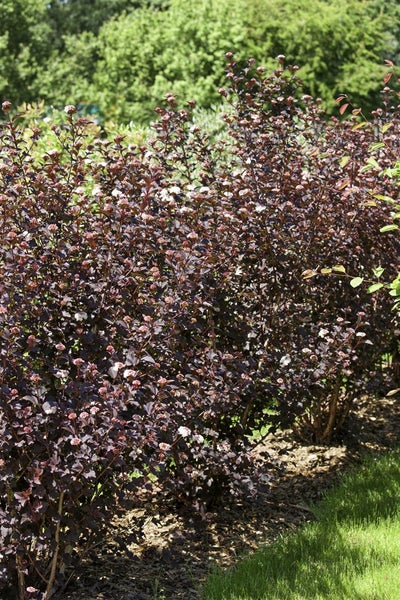 Physocarpus opulifolius 'Diabolo' -R-, Blasenspiere, 60–80 cm
