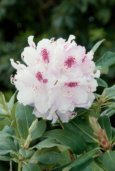 Rhododendron Hybr. 'Bismarck', Rhododendron, rosa, 30–40 cm