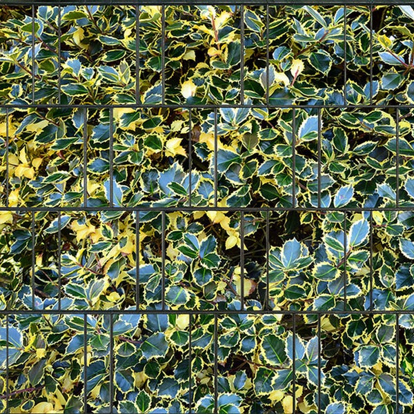 Nahaufnahme einer Gabione mit grünen und gelben Blättern