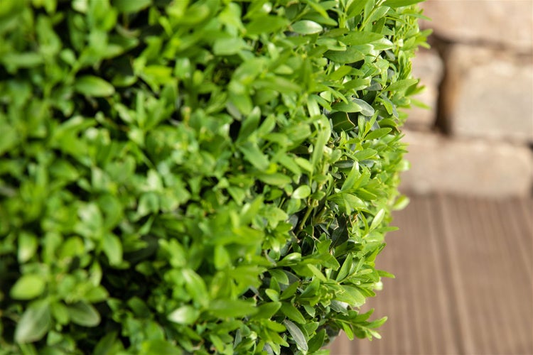 Ligustrum ovalifolium, Ovalblättriger Liguster, 60–80 cm