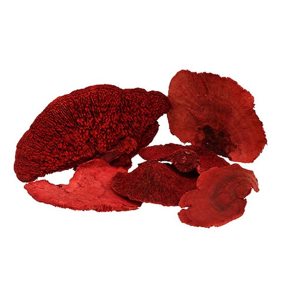 Rote getrocknete Pilze als Dekorationsmaterial für Floristik und Bastelarbeiten.