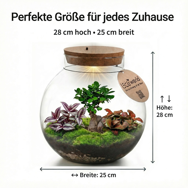 Kugelförmiges Glasterrarium mit Korkdeckel, Beleuchtung, Moos und Bonsai. Maße: 28 Zentimeter hoch und 25 Zentimeter breit. EcoWorld Logo.
