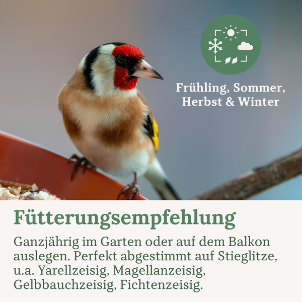 Stieglitz an einer Vogelfutterstelle mit Hinweisen zur ganzjährigen Fütterung im Garten oder auf dem Balkon für Stieglitze und Zeisige.