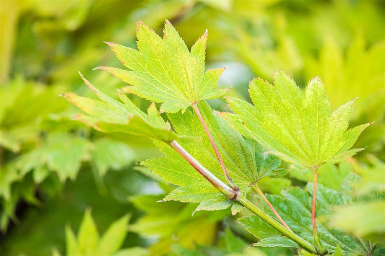 Acer shirasawanum 'Aureum', Japanischer Ahorn, goldgelb, 40–50 cm