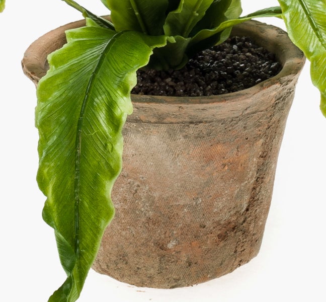 Grüne Zimmerpflanze Nestfarn Asplenium nidus in einem rustikalen Terrakottatopf mit dunklen Kieselsteinen.