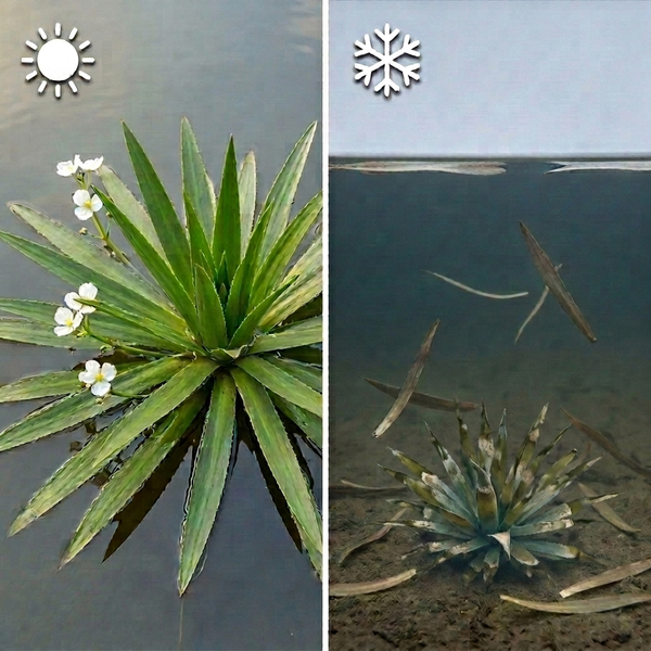 Krebsschere im Sommer schwimmend an der Wasseroberfläche und im Winter abgesunken auf den Teichgrund.