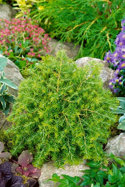 Tsuga canadensis 'Nana', Zwerg-Hemlocktanne, kompakt, 20–30 cm