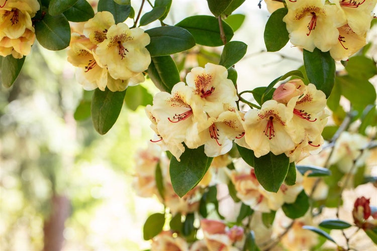 Rhododendron Hybr. 'Viscy', Rhododendron, 30–40 cm