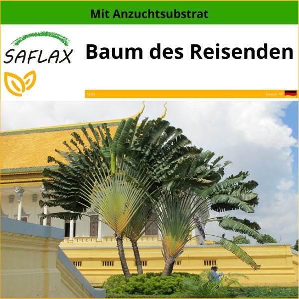 SAFLAX  - Baum des Reisenden - Ravenala madagascariensis - 8 Samen - Mit keimfreiem Anzuchtsubstrat