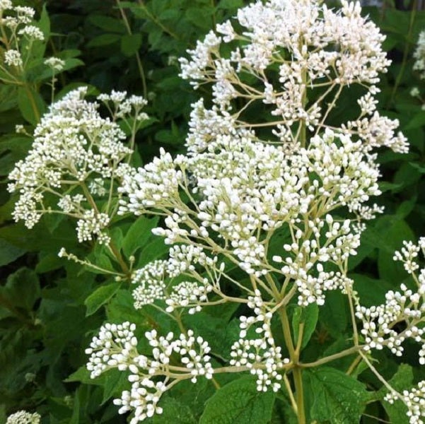 Blütenstand einer Pflanze mit kleinen weißen Blüten