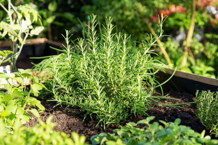 SAFLAX Garden to go - BIO - Rosmarin - Rosmarinus officinalis - 40 Samen - Mit Topf, Klima - Deckel und Anzuchtsubstrat