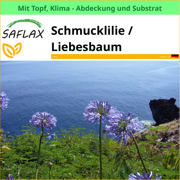 Saflax Schmucklilie / Liebesbaum mit Topf, Klimaabdeckung und Substrat