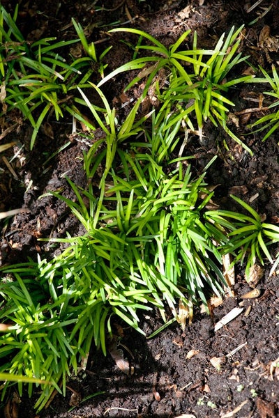 Ophiopogon japonicus, Schlangenbart, immergrün, ca. 9x9 cm Topf