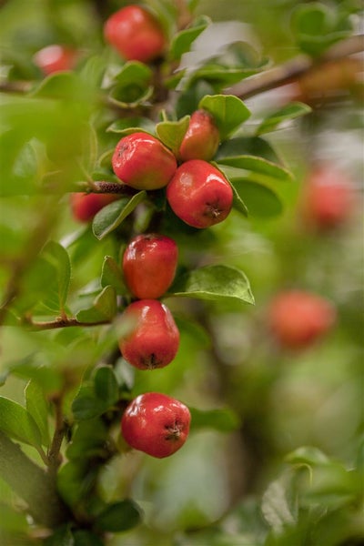 Cotoneaster x suecicus 'Coral Beauty', Zwergmispel, immergrün, ca. 9x9 cm Topf