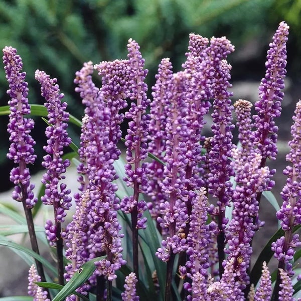 Nahaufnahme einer Gruppe von Lilientraube-Blüten in einem Garten.