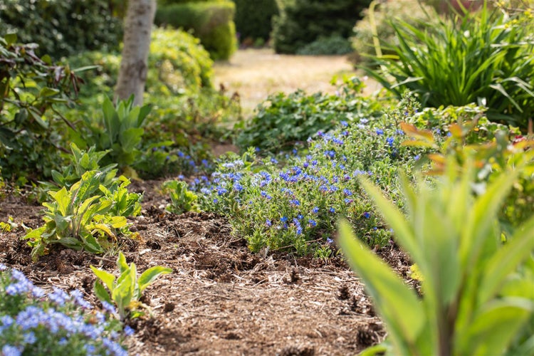 Gartenlandschaft mit blühenden Pflanzen und Mulch
