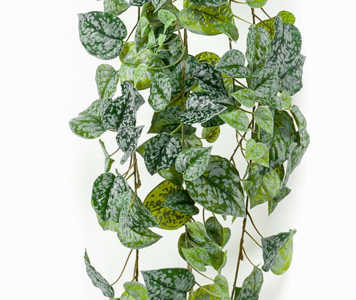 Detailaufnahme der großen grünen Blätter einer Alocasia Pflanze mit deutlich sichtbaren Blattadern.