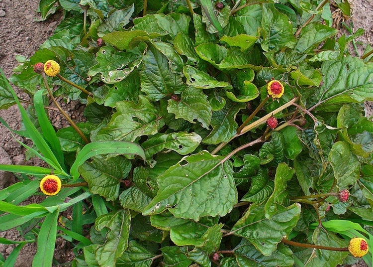 SAFLAX Garden to go - Parakresse - Acmella oleracea - 500 Samen - Mit Topf, Klima - Deckel und Anzuchtsubstrat