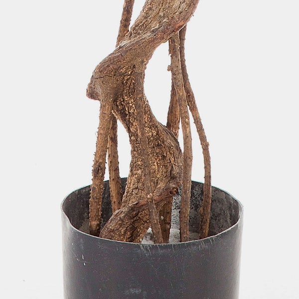 Detailansicht der grünen Blätter einer künstlichen Pflanze Podocarpus.