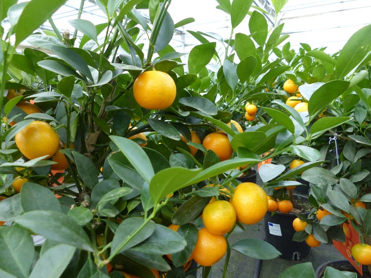 Zitruspflanze mit zahlreichen kleinen orangen Früchten und grünen Blättern in einem schwarzen Kunststofftopf in einem Gewächshaus.
