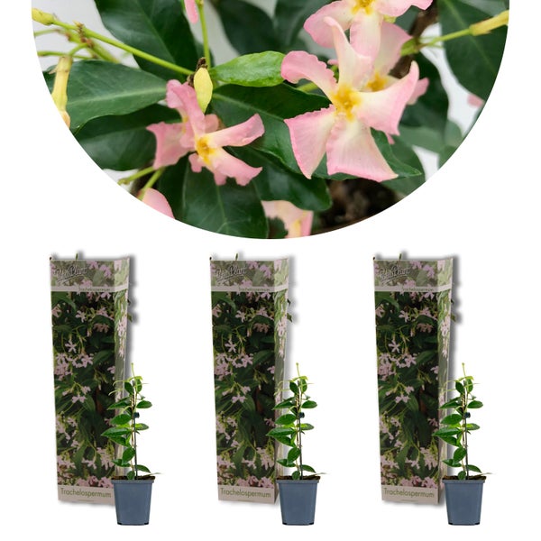 3x Trachelospermum 'Pink Showers' – Toskanischer Jasmin – Schlingpflanze – ⌀9 cm - ↕15-20 cm