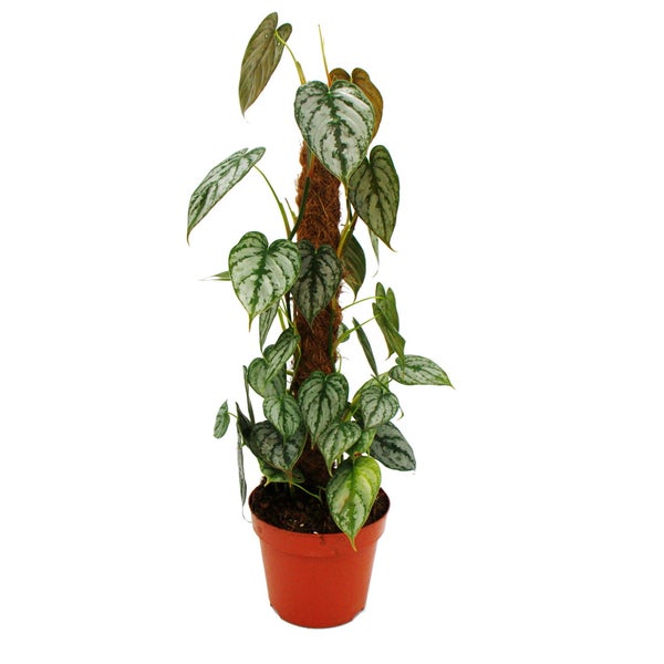 Philodendron brandtianum Kletterpflanze mit silbrig gemusterten Blättern an einem Kokosstab im Pflanztopf.