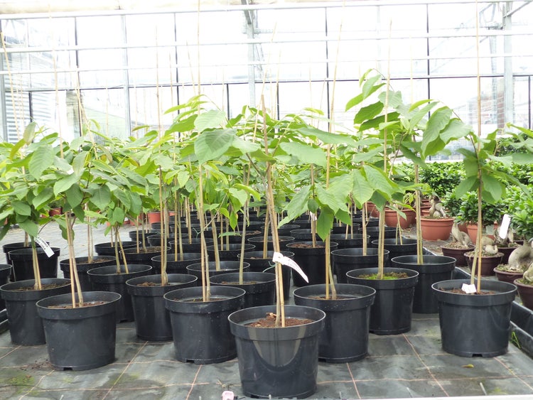 Indianerbanane 180 cm Asimina triloba Sunflower Papau Pawpaw, winterhart