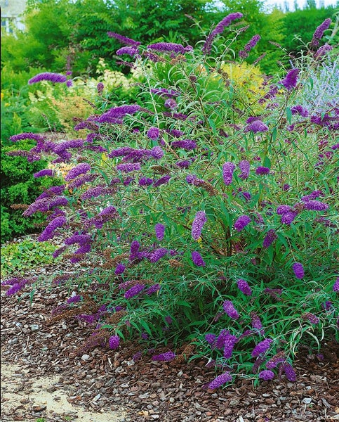 Buddleja davidii 'Nanho Blue', Schmetterlingsflieder, blau, 60–100 cm