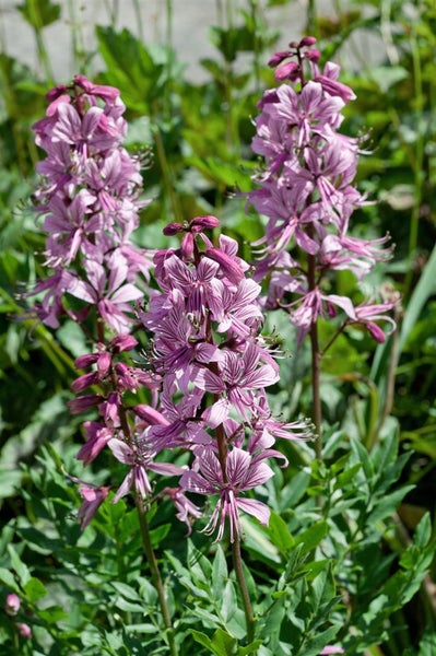 Diptam Pflanze mit rosafarbenen Blüten im Garten.