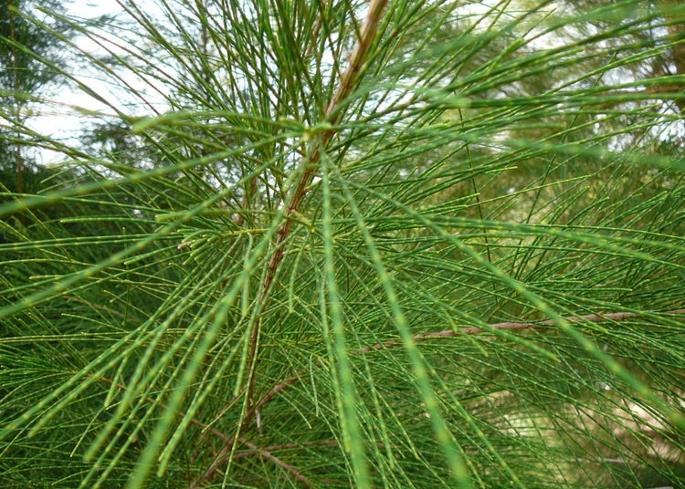SAFLAX Anzucht Set - Australische Strandkiefer - Casuarina equisetifolia - 200 Samen - Mit Mini-Gewächshaus, Anzuchtsubstrat und 2 Töpfen