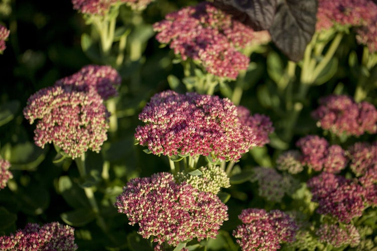 Nahaufnahme von Fetthenne-Blüten im Gartenbeet