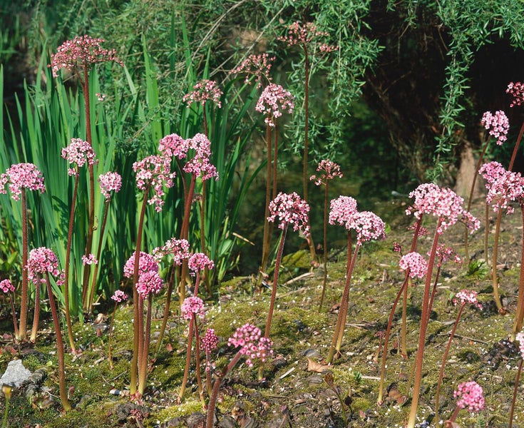Darmera peltata, Schildblatt, ca. 11x11 cm Topf, dekorative Blätter