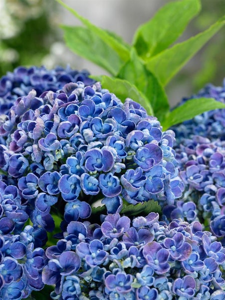 Nahaufnahme von blauen Hortensienblüten und grünen Blättern