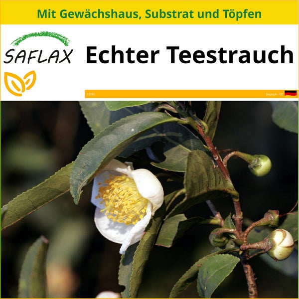 SAFLAX Anzucht Set - Echter Teestrauch - Camellia sinensis - 6 Samen - Mit Mini-Gewächshaus, Anzuchtsubstrat und 2 Töpfen