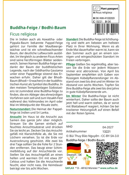 SAFLAX Garden to go - Buddha-Feige / Bodhi-Baum - Ficus religiosa - 100 Samen - Mit Topf, Klima - Deckel und Anzuchtsubstrat