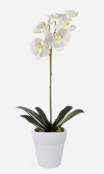 Nahaufnahme von weißen Phalaenopsis Orchideenblüten an einem Stiel.
