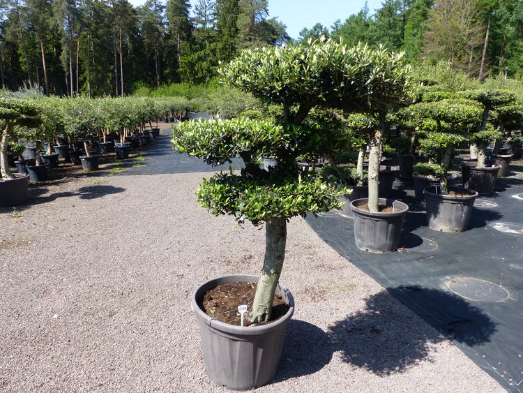 Olivenbaum 4 Pon Pon Bonsai Formgehölz Gartenbonsai Olea europaea Olive winterhart