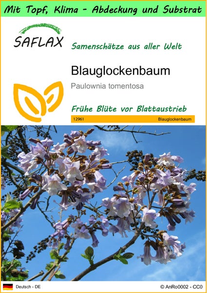 SAFLAX Garden to go - Blauglockenbaum - Paulownia tomentosa - 200 Samen - Mit Topf, Klima - Deckel und Anzuchtsubstrat