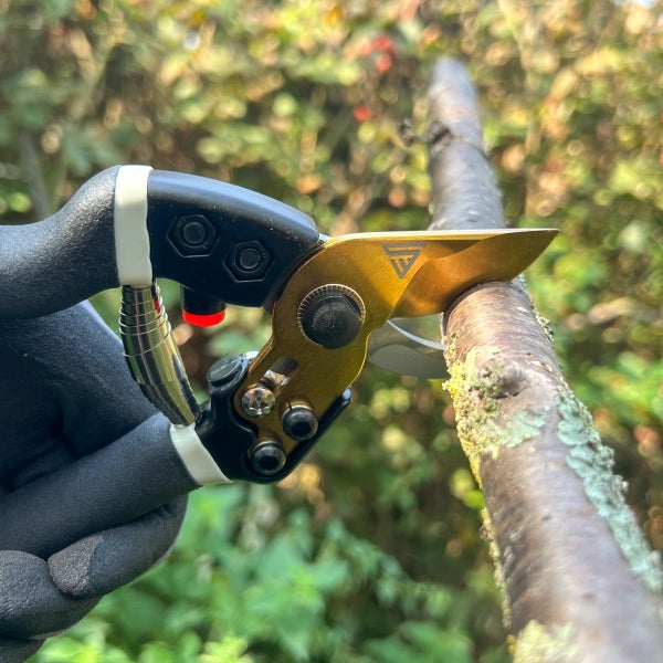 Gartenschere mit goldfarbener Klinge beim Schneiden eines Astes, gehalten von einer behandschuhten Hand.
