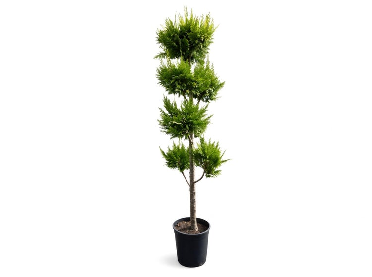 Formgehölz als Zypresse oder Thuja in einem Kunststofftopf