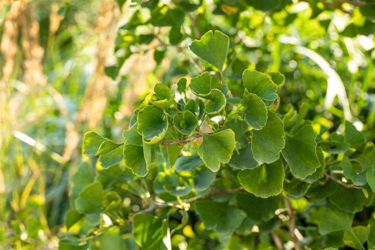 Ginkgo biloba 'Tit', Fächerblattbaum, 150–175 cm
