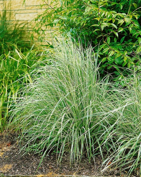 Calamagrostis x acutiflora 'Overdam', Ziergras, ca. 9x9 cm Topf
