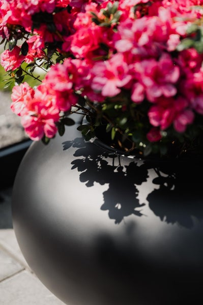 Runder schwarzer Pflanzkübel mit blühenden rosa Azaleen.