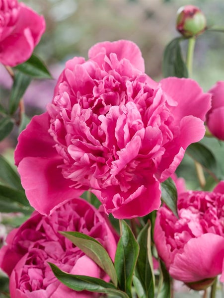 Nahaufnahme von rosa Pfingstrosenblüten