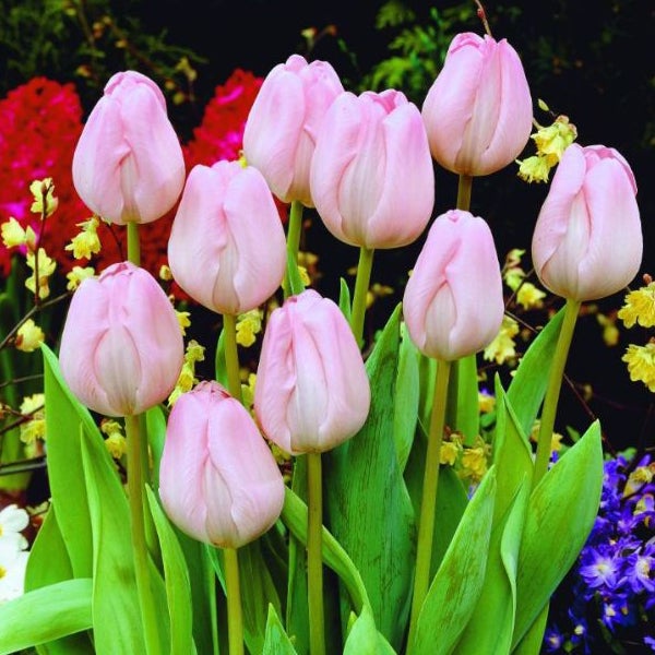 Gruppe von rosa Tulpen mit grünen Blättern