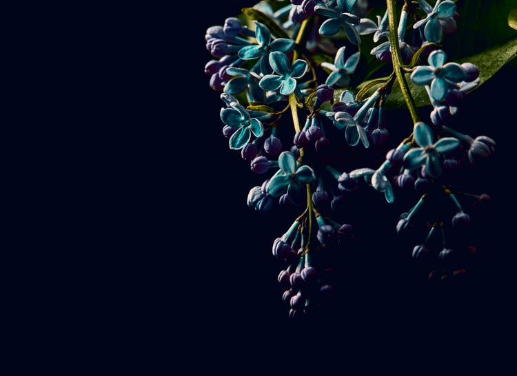 Nahaufnahme von Fliederblüten und Knospen an einem Zweig für den Garten.