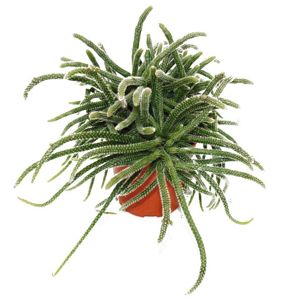 Rhipsalis baccifera horrida - Korallenkaktus - im 12cm Topf - sukkulente Zimmerpflanze