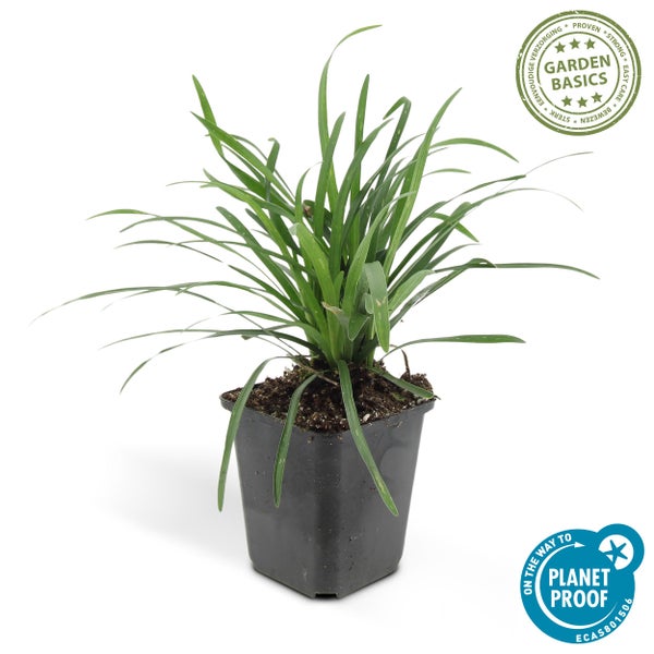 Bodendecker - Lilientraube - Liriope muscari 'Big Blue' - 9cm Topf - Set mit 6 Pflanzen