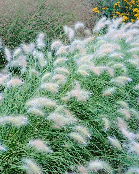 Pennisetum villosum, Lampenputzergras, flauschig, ca. 9x9 cm Topf