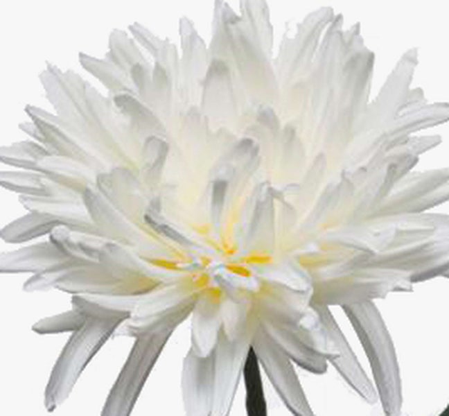 Weiße Chrysantheme mit gelber Mitte und spitzen Blütenblättern.